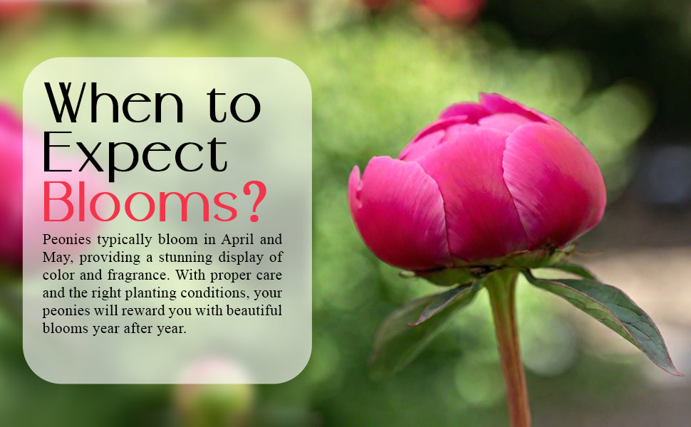 Presenting A+ Content for Peony Bulbs